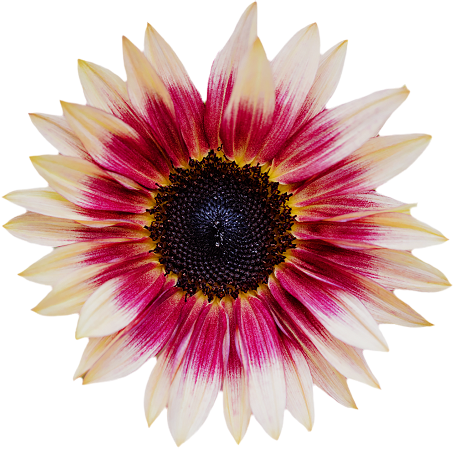 Pink  Sunflower Cutout